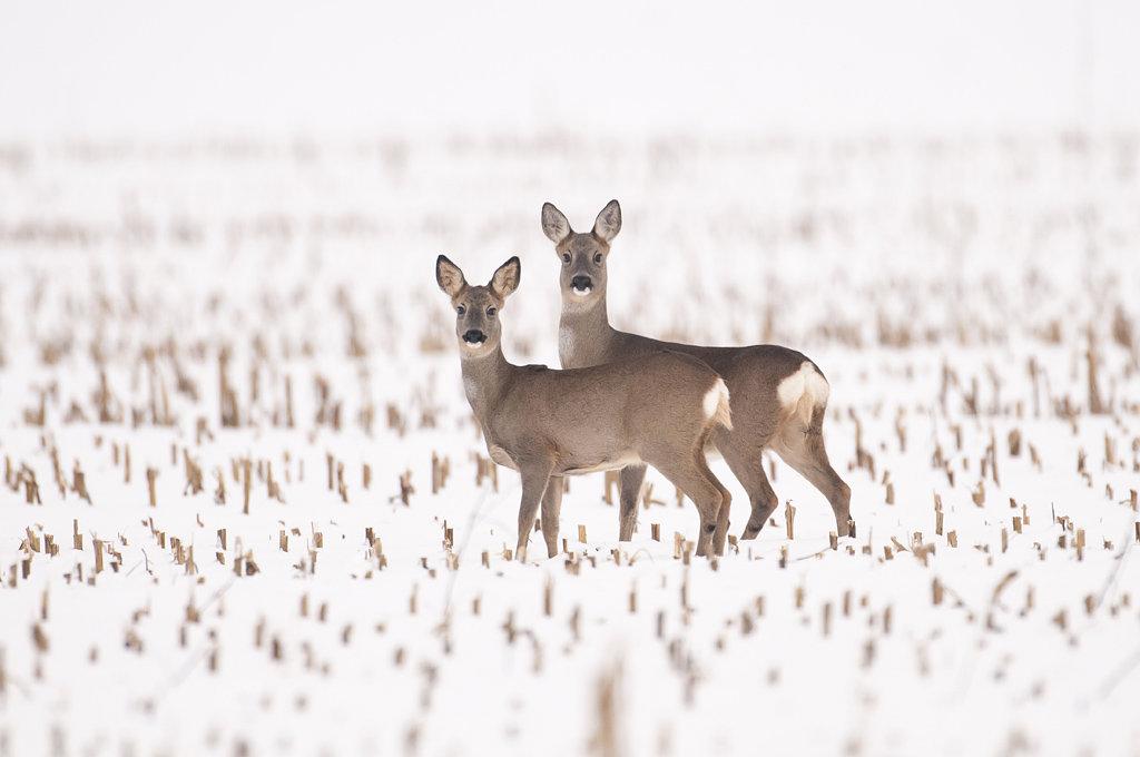 Winter ist zurück: Bitte auf Wildtiere achten!