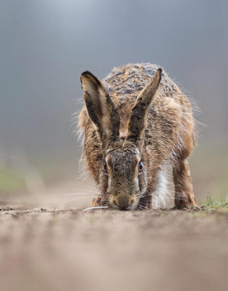 European hare (Hungary)