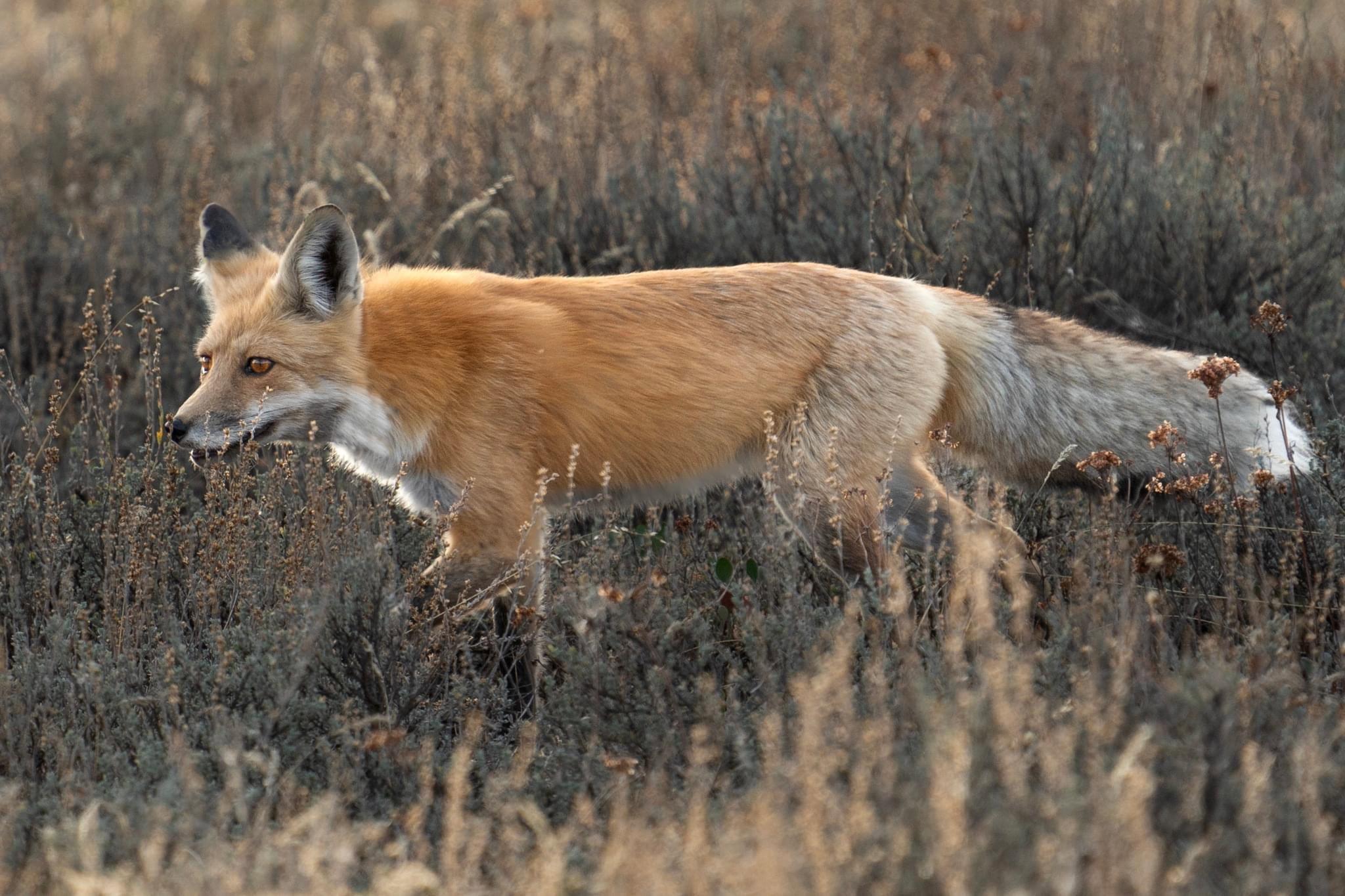Some of my favorite shots from the #Yellowstone area.