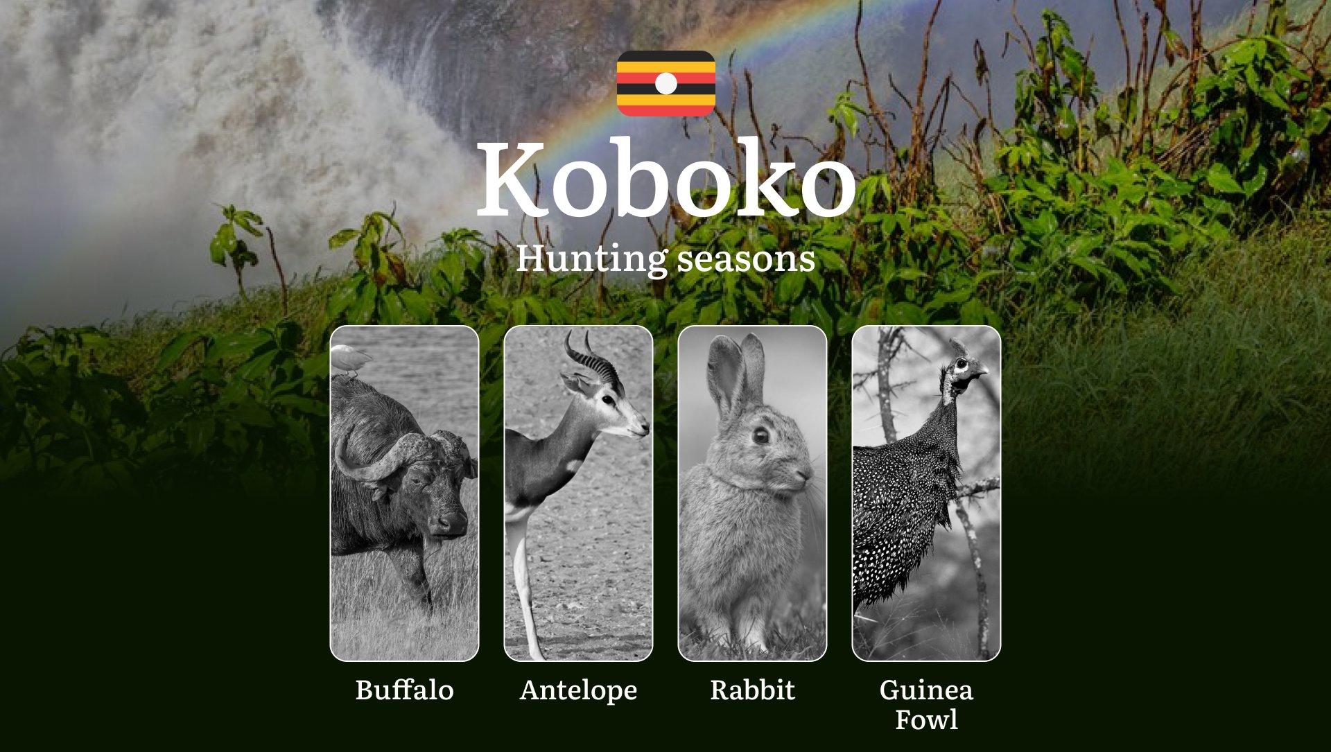 Hunting Date Ranges in Koboko: Hunting Periods, Legal Limits and Seasonal Bans, Licensing Rules, Fines and Consequences, Strategic Planning, Timing, Equipment