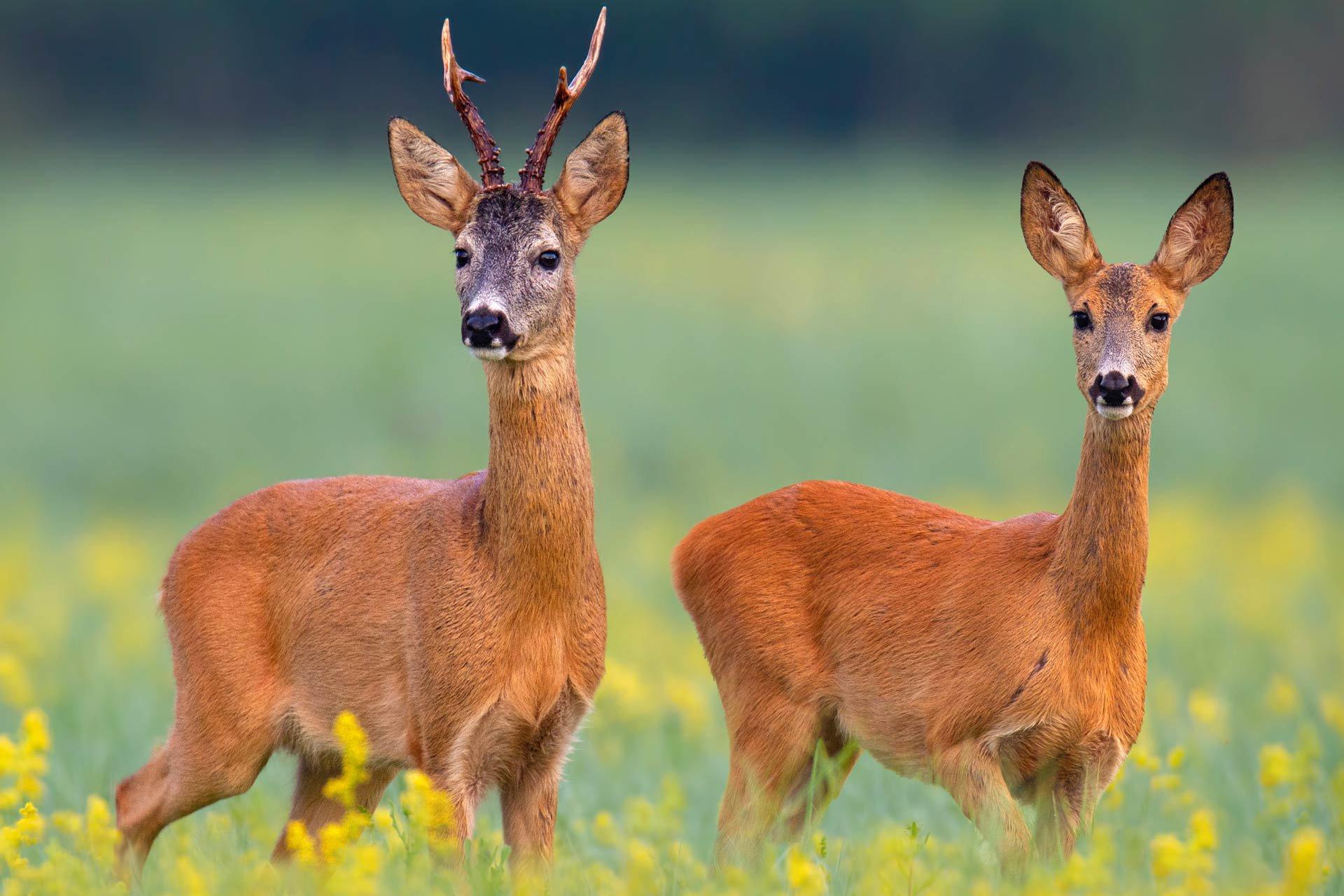 Roe deer or roe deer, or wild goats are a genus of deer that live on the territory of Eurasia.