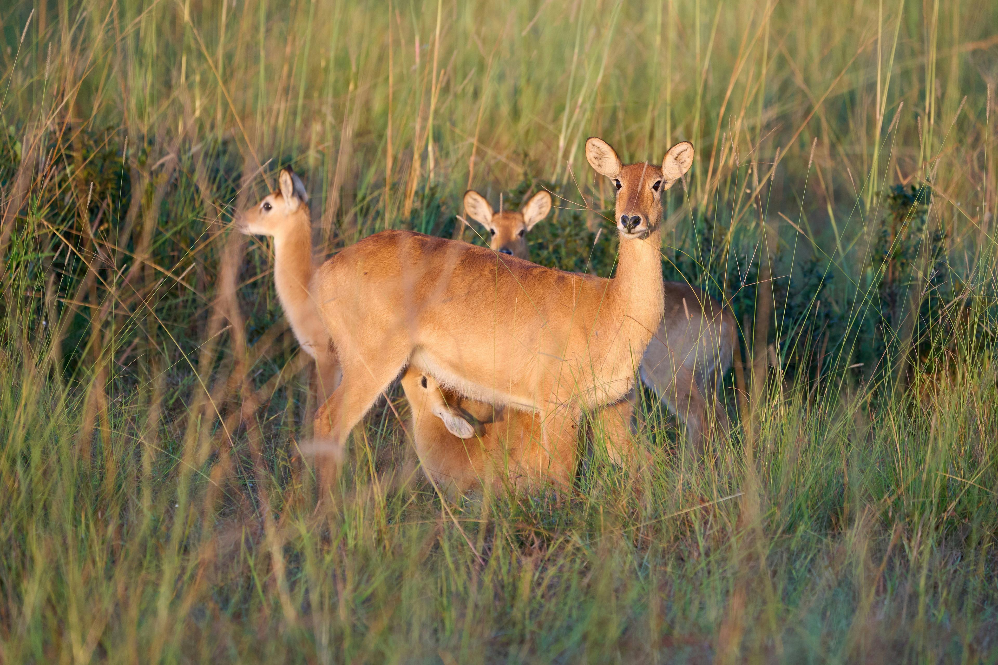 Demographics and Interests of Hunters, Hunting Traditions and Legislation in the Northern Zambia Region: Unique Opportunities for True Hunters