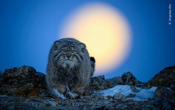 La 60ème finale du concours annuel Wildlife Photographer of the Year, l'un des plus importants au monde, n'aura lieu qu'en octobre - mais pour ne pas l'oublier, les organisateurs du concours ont jusqu'à présent publié plusieurs photographies qui ont atteint les finales
