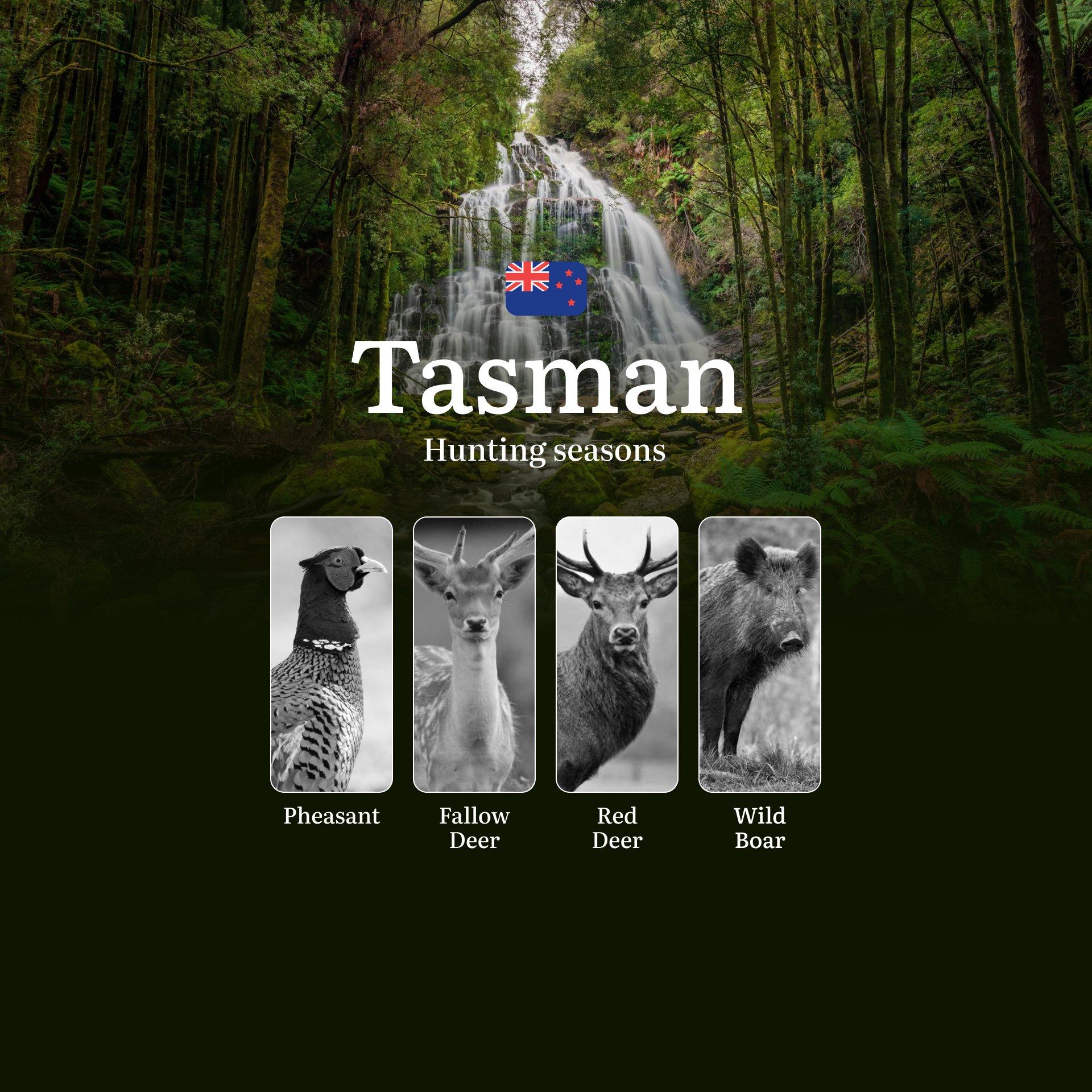TASMAN Region, New Zealand: When, Where and How to Hunt Legally, Hunting Seasons, Consequences of Illegal Hunting, Documents and Licenses