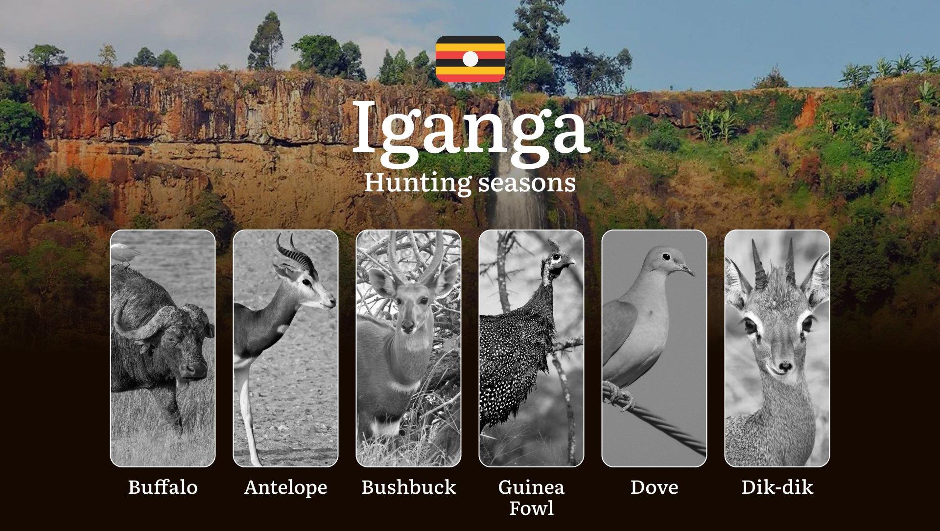 Hunting Date Ranges in Iganga: Hunting Periods, Legal Limits and Seasonal Bans, Licensing Rules, Fines and Consequences, Strategic Planning, Timing, Equipment