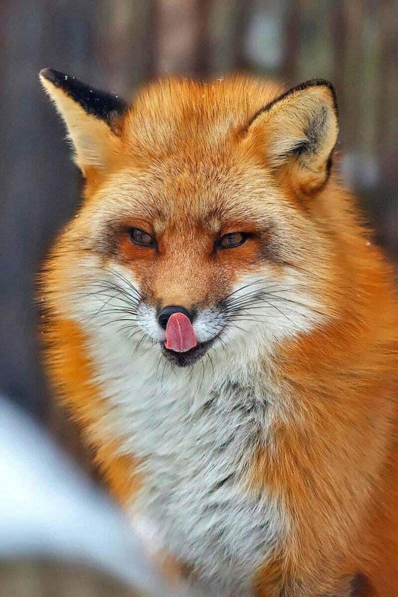 Gorgeous!!❤️🦊❤️