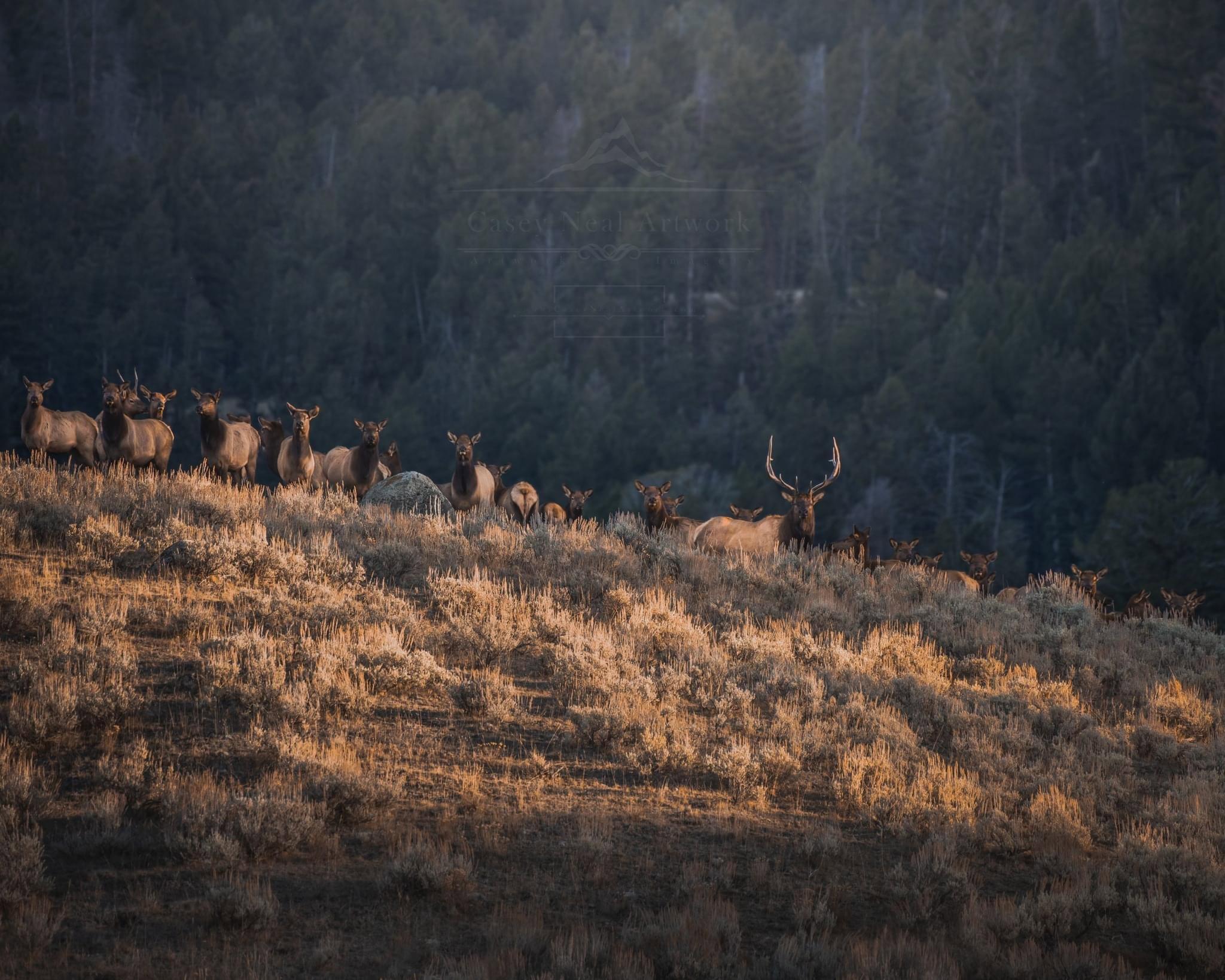 Yellowstone's Birthday,