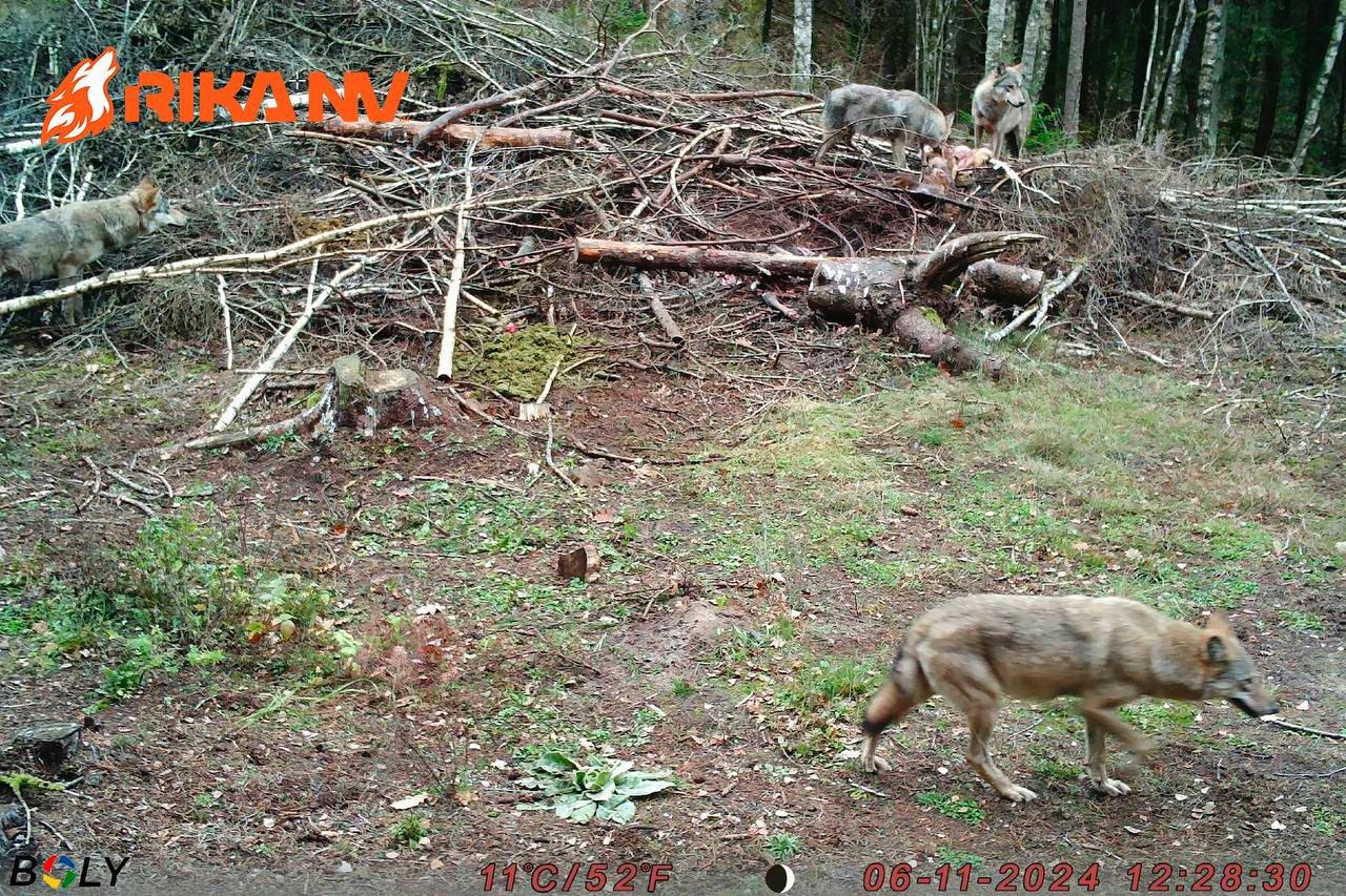While Evgeniy went to conquer the mountain peaks, our RikaNV team in Belarus is preparing for a new wolf hunt🐺🔥
