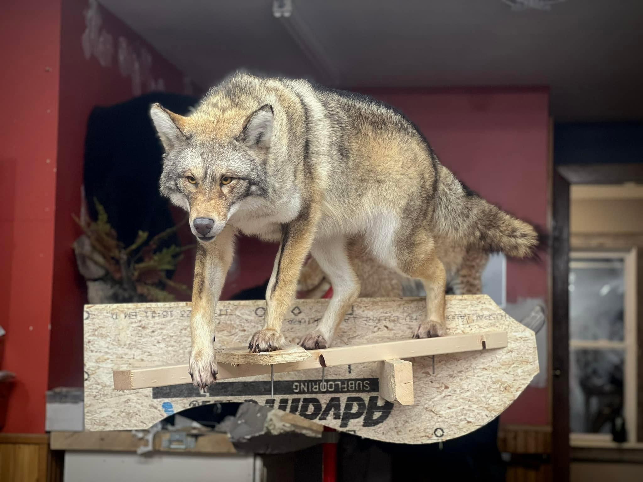 Client shot an over a 50 lb coyote so i wanted to try and sculpt a head for it.
