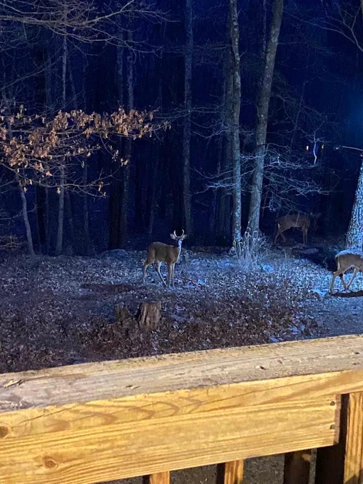 Still got is antlers.