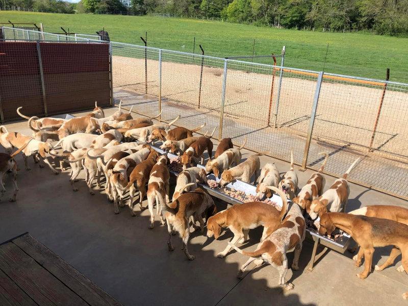 📣🦌🐶🐴📯