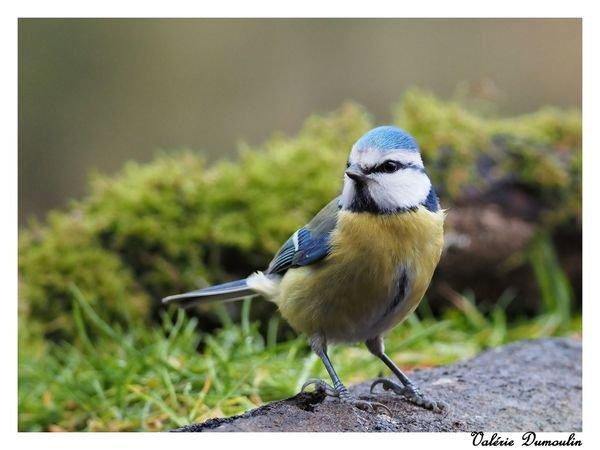 Je vais commencer par des photos de beaux oiseaux réalisées en mars 2022 en affût