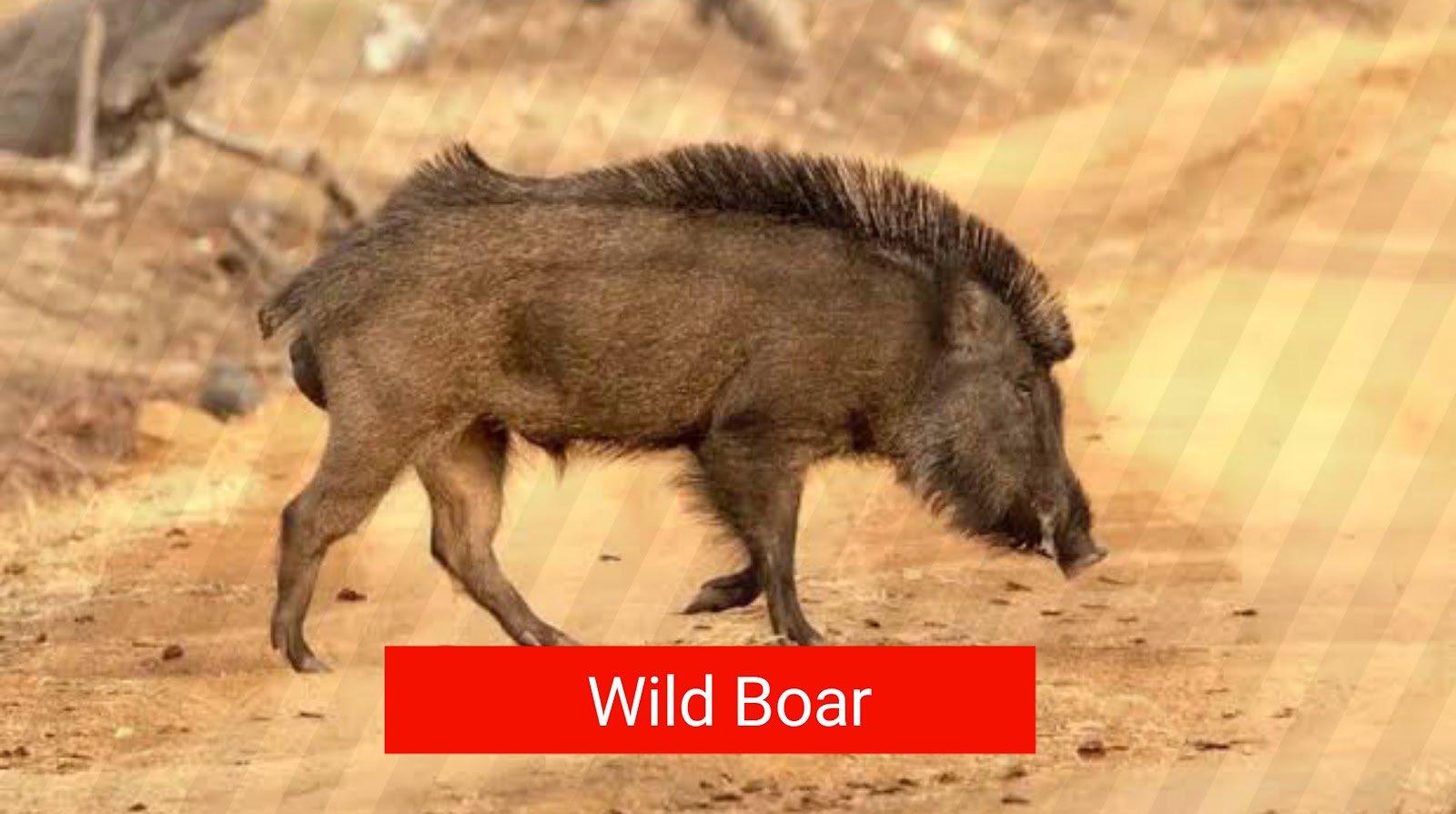 Top 5 der meistgejagten Tiere in Österreich
