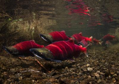 Life of a Sockeye