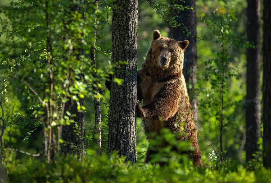 Бурый медведь – самый крупный хищник Беларуси.