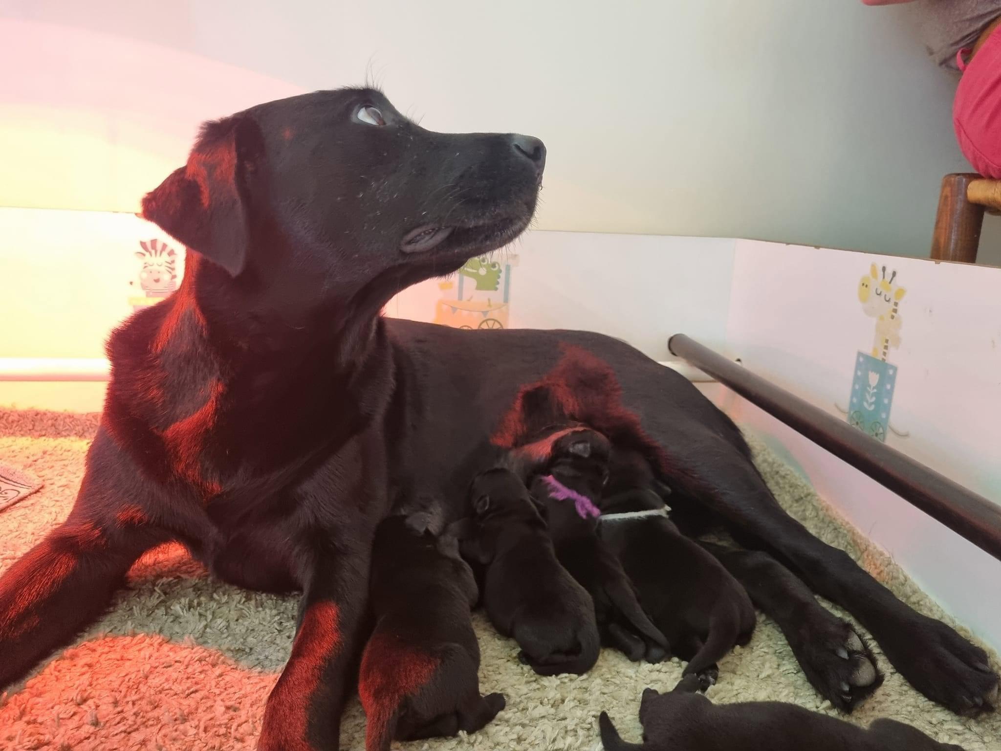 Heureuse de vous annoncer la naissance des 6 chiots issue du mariage de Rivale des Geguis et de Tweed du château de bigny 