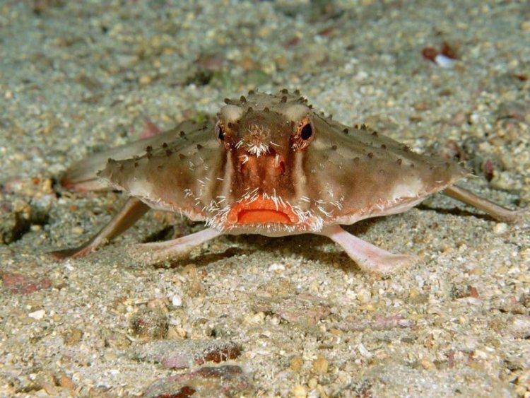 Kortnæset flagermus - fisk med røde læber