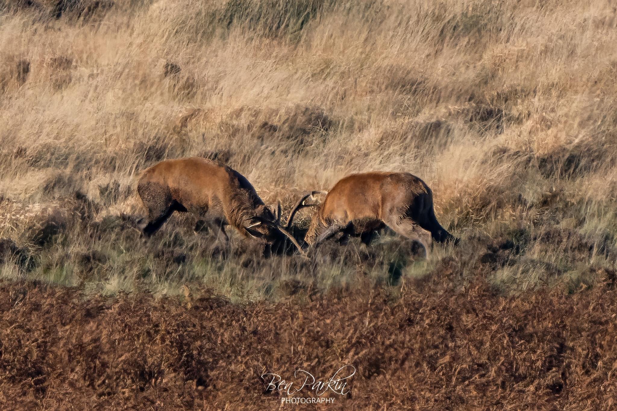 Stags, Ponies, Raptors – what an amazing day we’ve had!