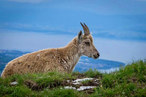Un peu au dessus d’Evian…