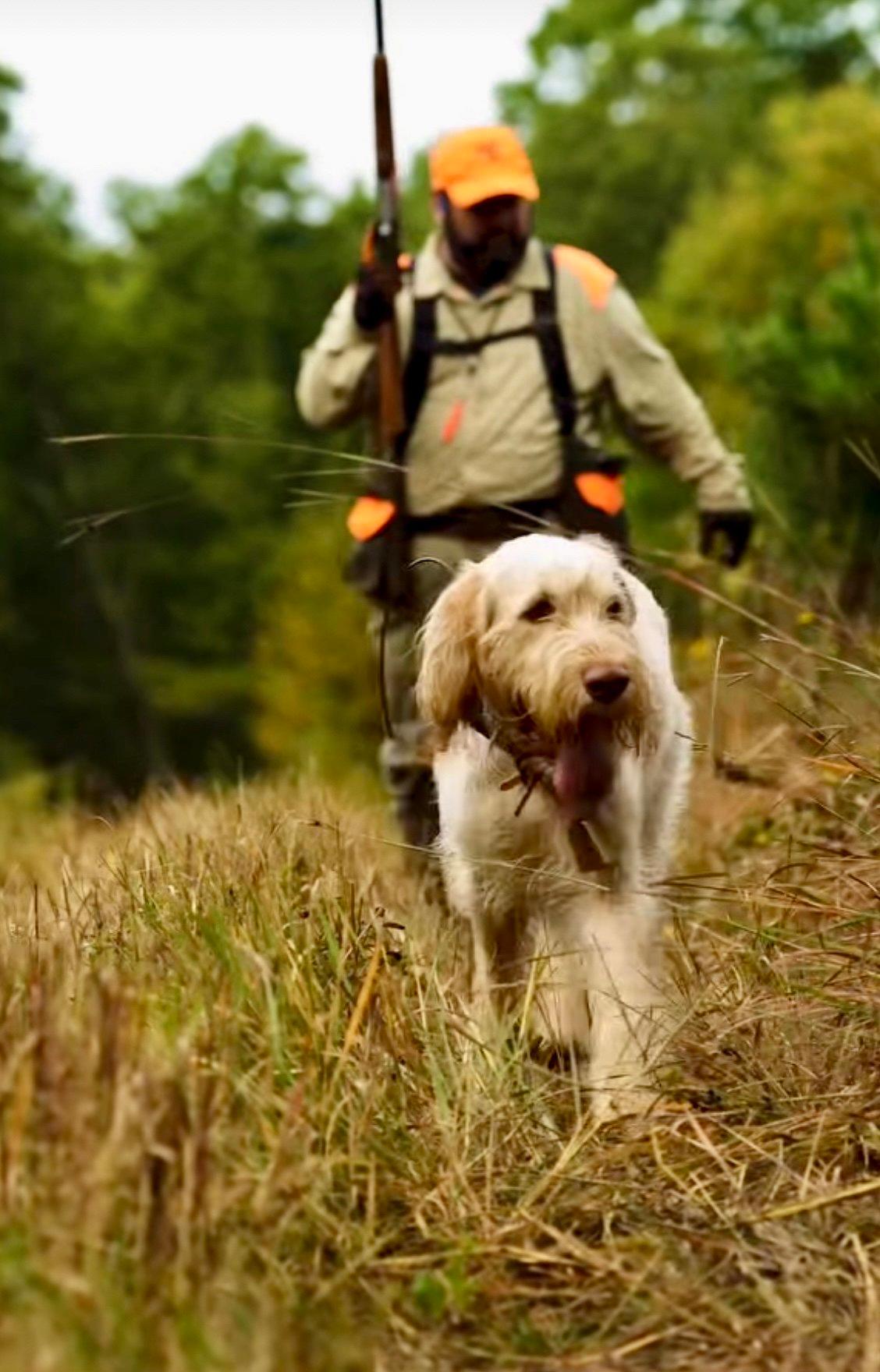 The Spinone Italiano: A Hunter's Companion Across Continents