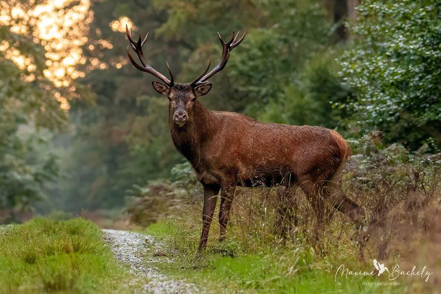 Toujours vendredi soir après avoir préparé le campement pour le week-end, nous avions encore un peu de lumière devant nous pour espéré voir et photographier un cerf!!!
