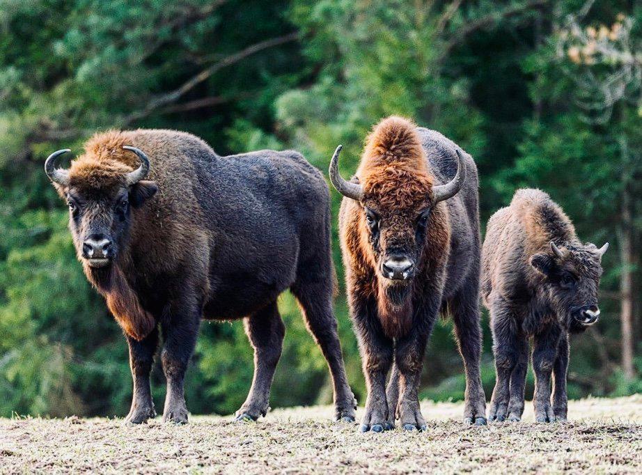 ЗУБР: описание, охота на зубра, где обитает, повадки, методы, лицензия, цена, трофеи и правила.