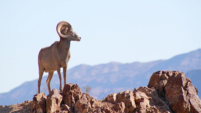 Mule deer and bighorn sheep numbers are on a steep decline in Nevada after two years of successive drought, severe and snowy winters and, for bighorn sheep, widespread disease.