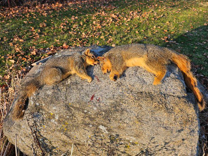 Fox Squirrel #hunting Do you have this species in your area?