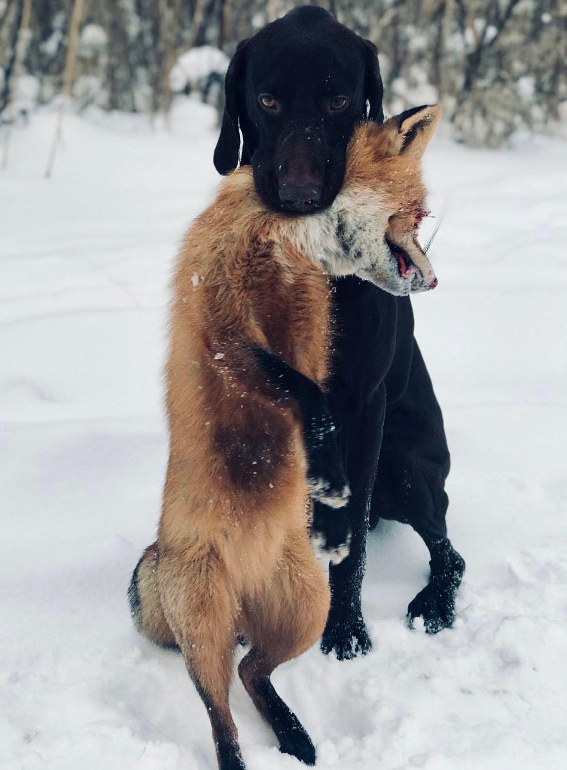 ЛИСИЦА: описание, охота на лису, повадки, методы, оружие, трофей, лицензия — полное руководство для охотников