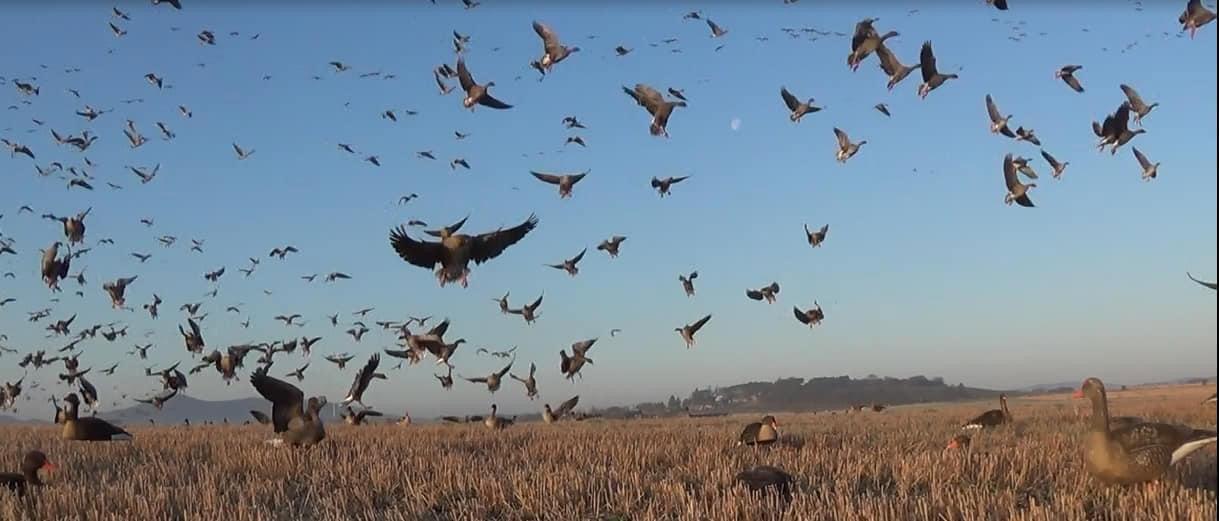 Goose shooting 