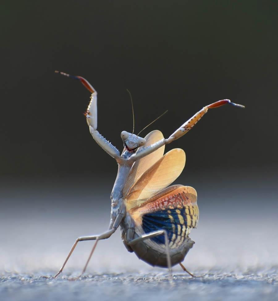 ❤️ Sharing the hilarious wildlife photos from the Comedy Wildlife Photo Awards 2024 finalists!