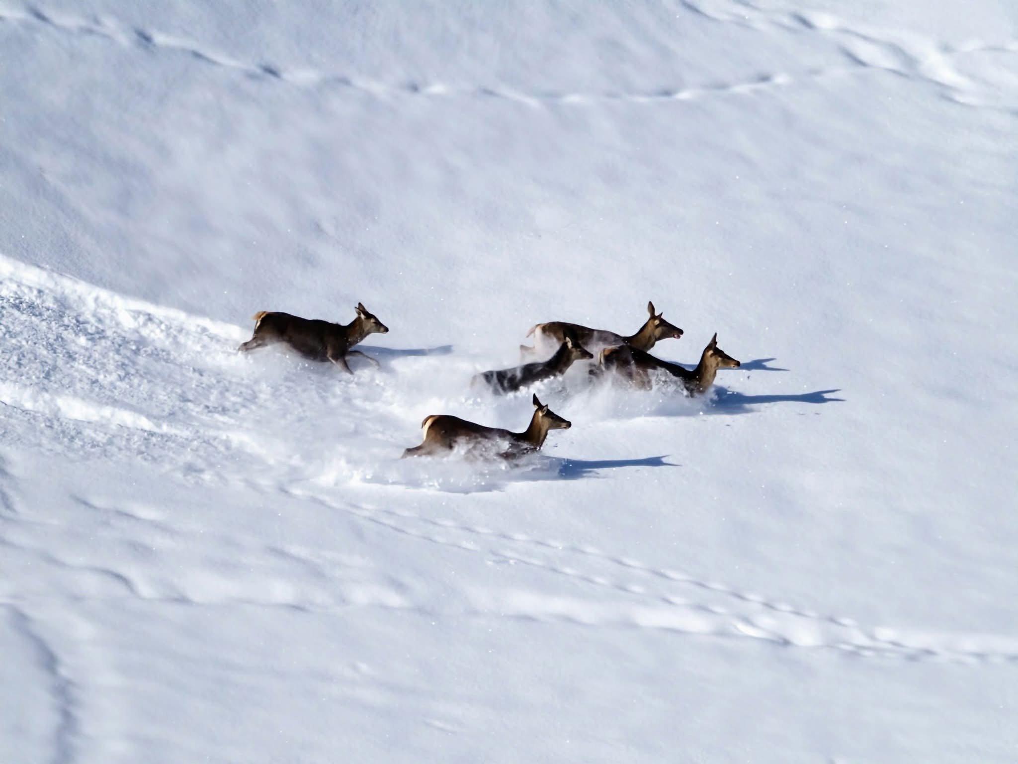 série prise en début de mois de Janvier en Savoie, dans la vallée des Bellevilles.