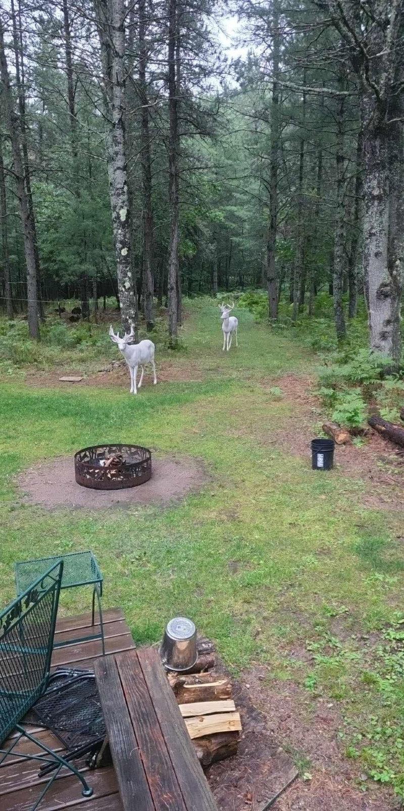 The bachelor club came to visit this morning in northern Wisconsin