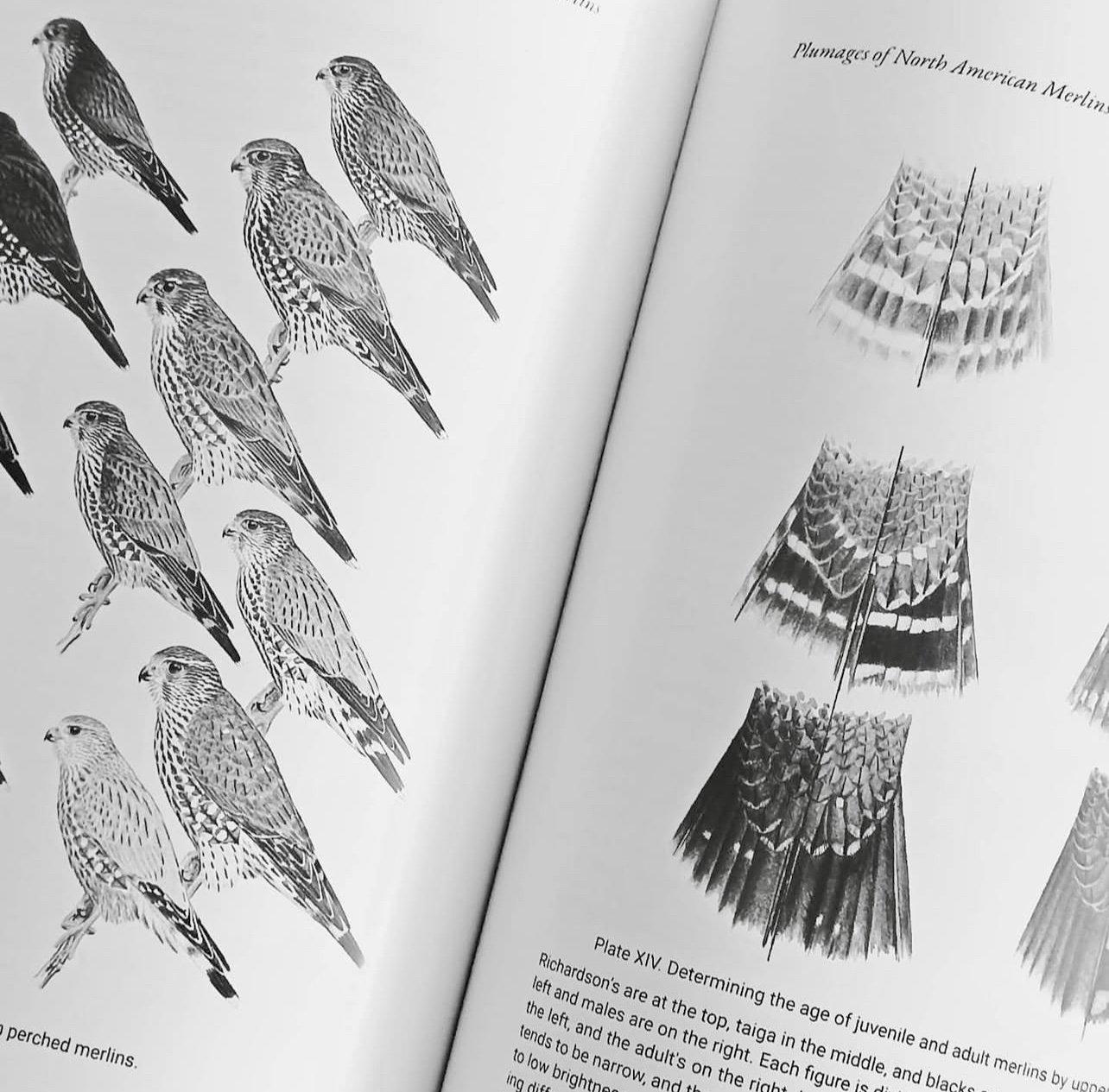 Falconry Books and Documentaries — Essential Reads, History, and Must-Watch Films for Hunters and Falconers