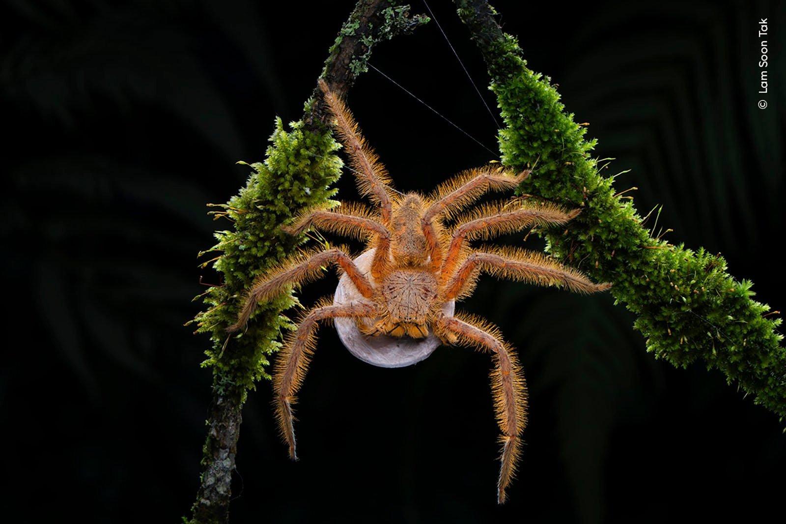 La 60ème finale du concours annuel Wildlife Photographer of the Year, l'un des plus importants au monde, n'aura lieu qu'en octobre - mais pour ne pas l'oublier, les organisateurs du concours ont jusqu'à présent publié plusieurs photographies qui ont atteint les finales