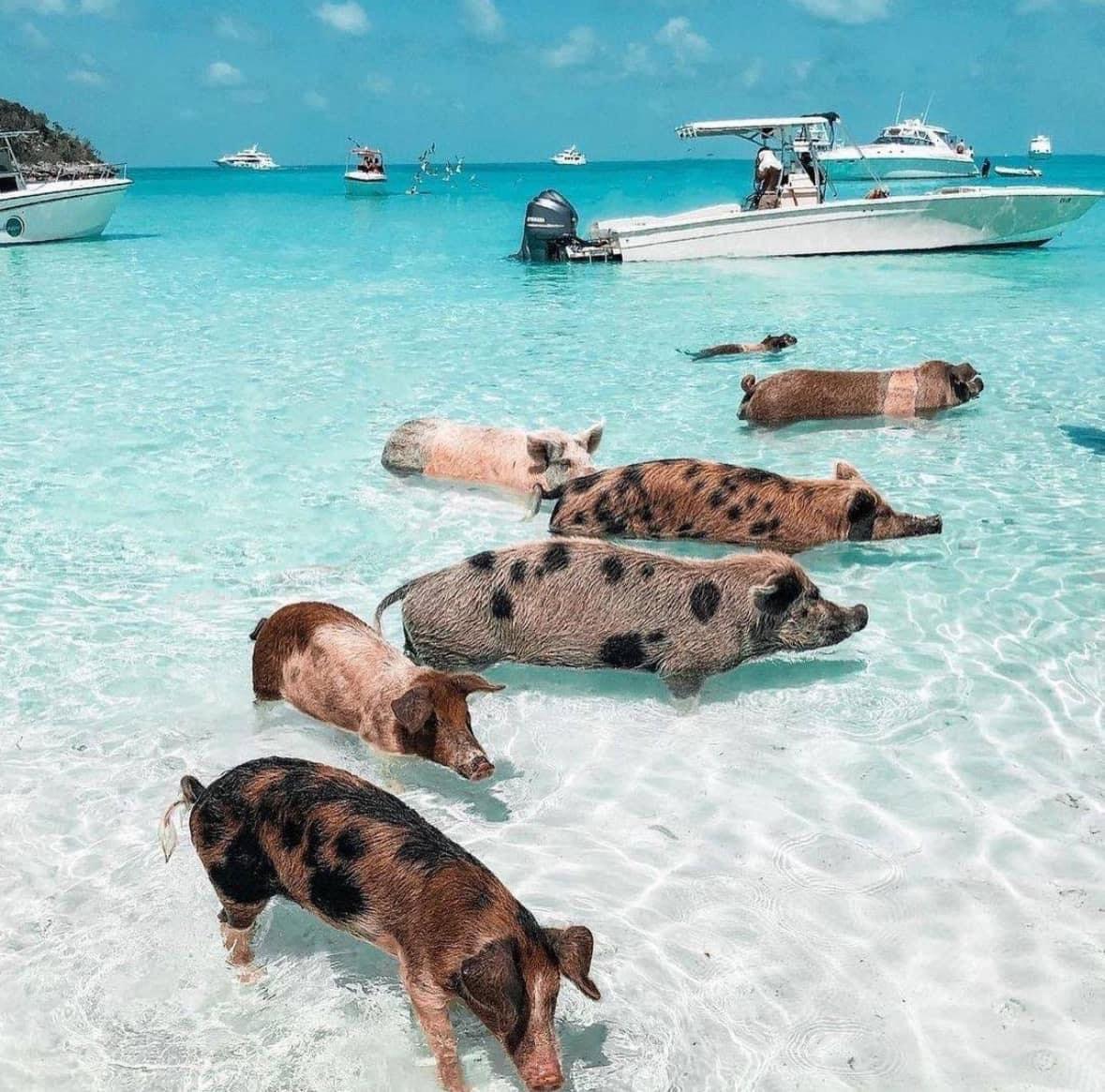 Pig 🐽 Beach 🏖️ Exuma, Bahamas 🇧🇸