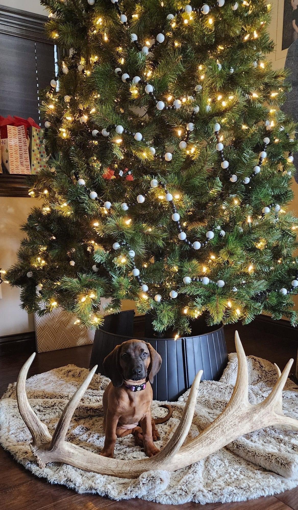 Merry Christmas to everyone from Huntley!