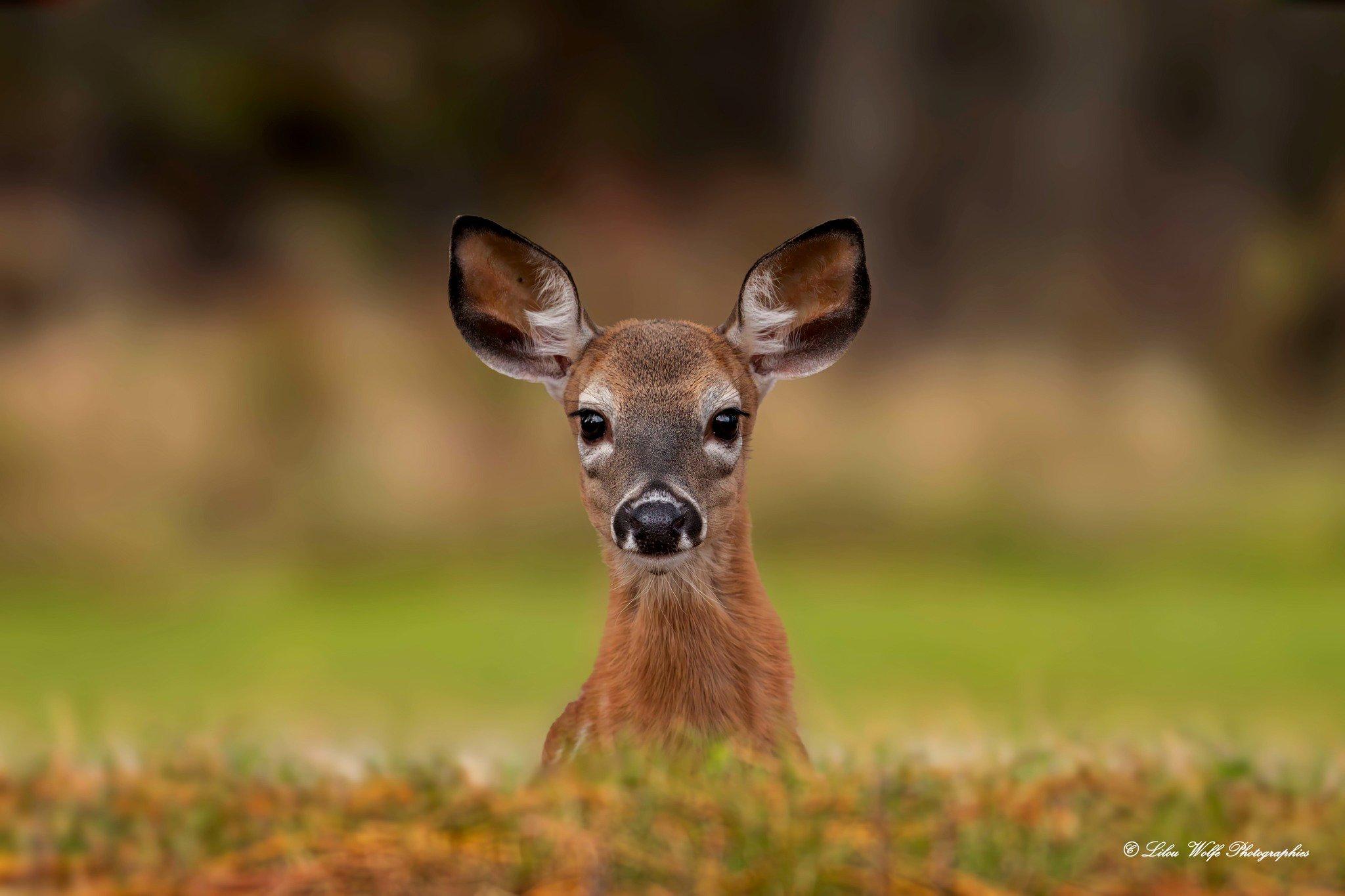 Voici  quelques photos que j'ai pris lors de ma rencontre avec des faons cerfs de  Virginie le 9 octobre dernier!