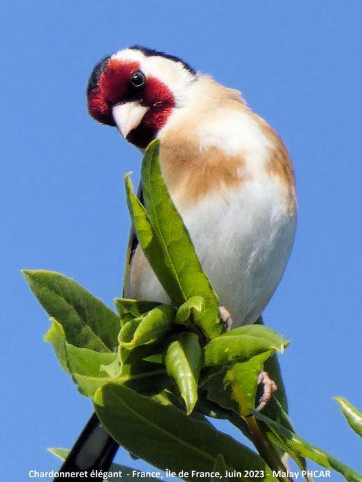 Chardonneret élégant(Carduelis carduelis),