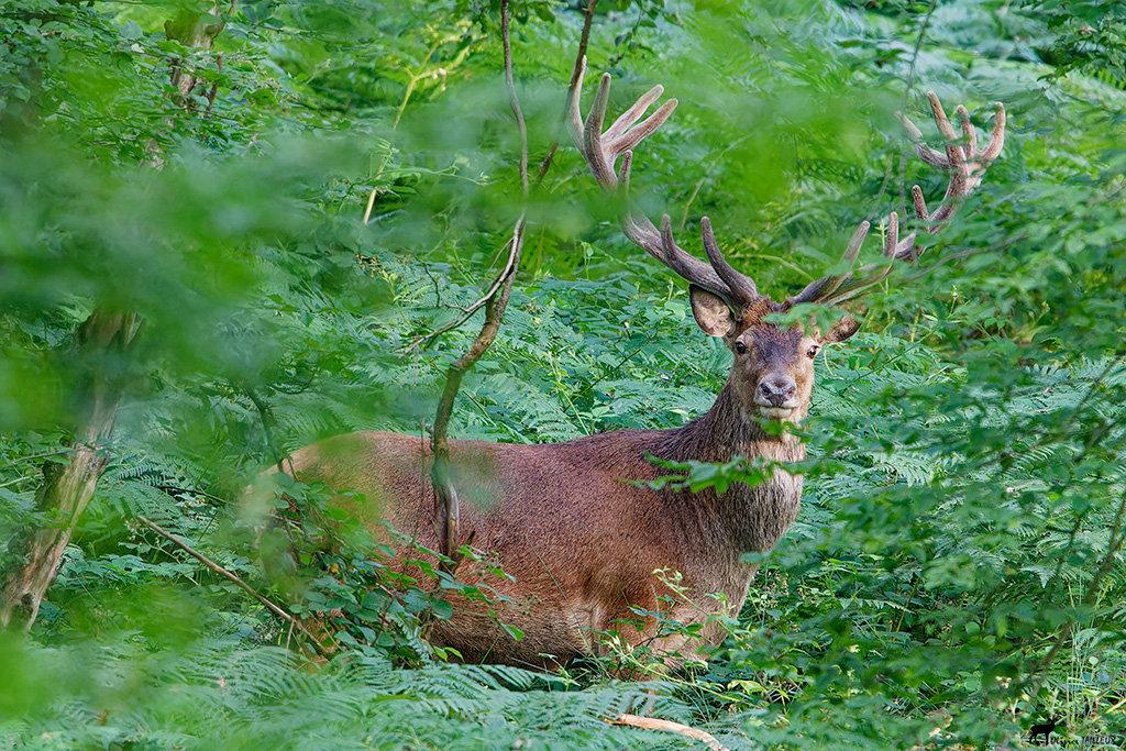 Une belle apparition avec ce magnifique 14 cors