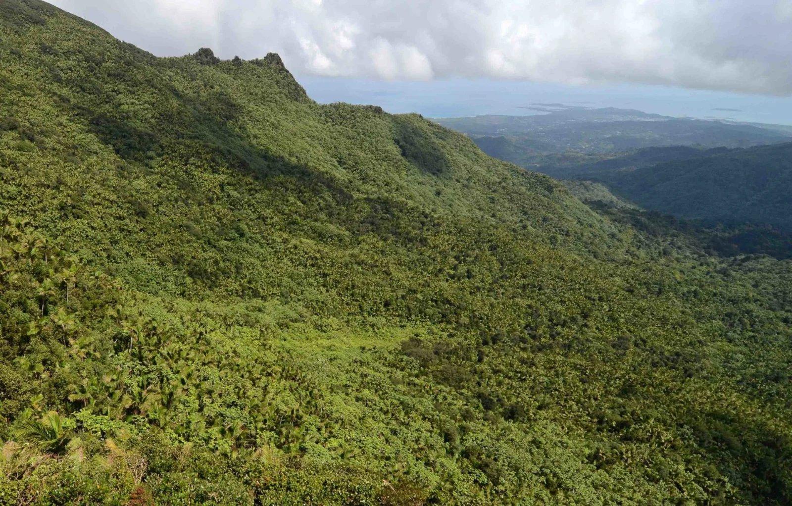 El Yunque National Forest, Puerto Rico