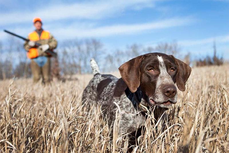 Hunting With Dogs: Training & Safety Tips