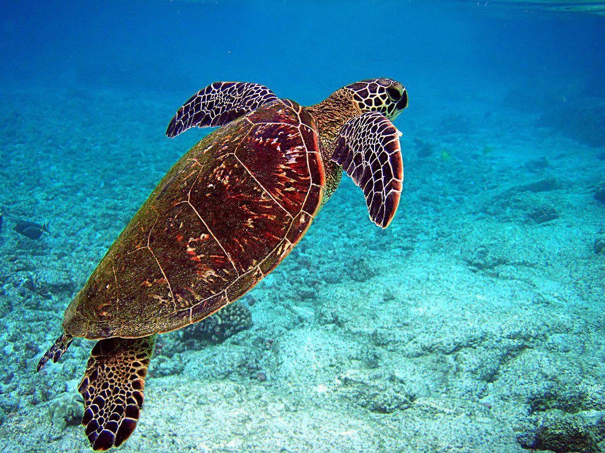 A new app aims to help save critically endangered sea turtles