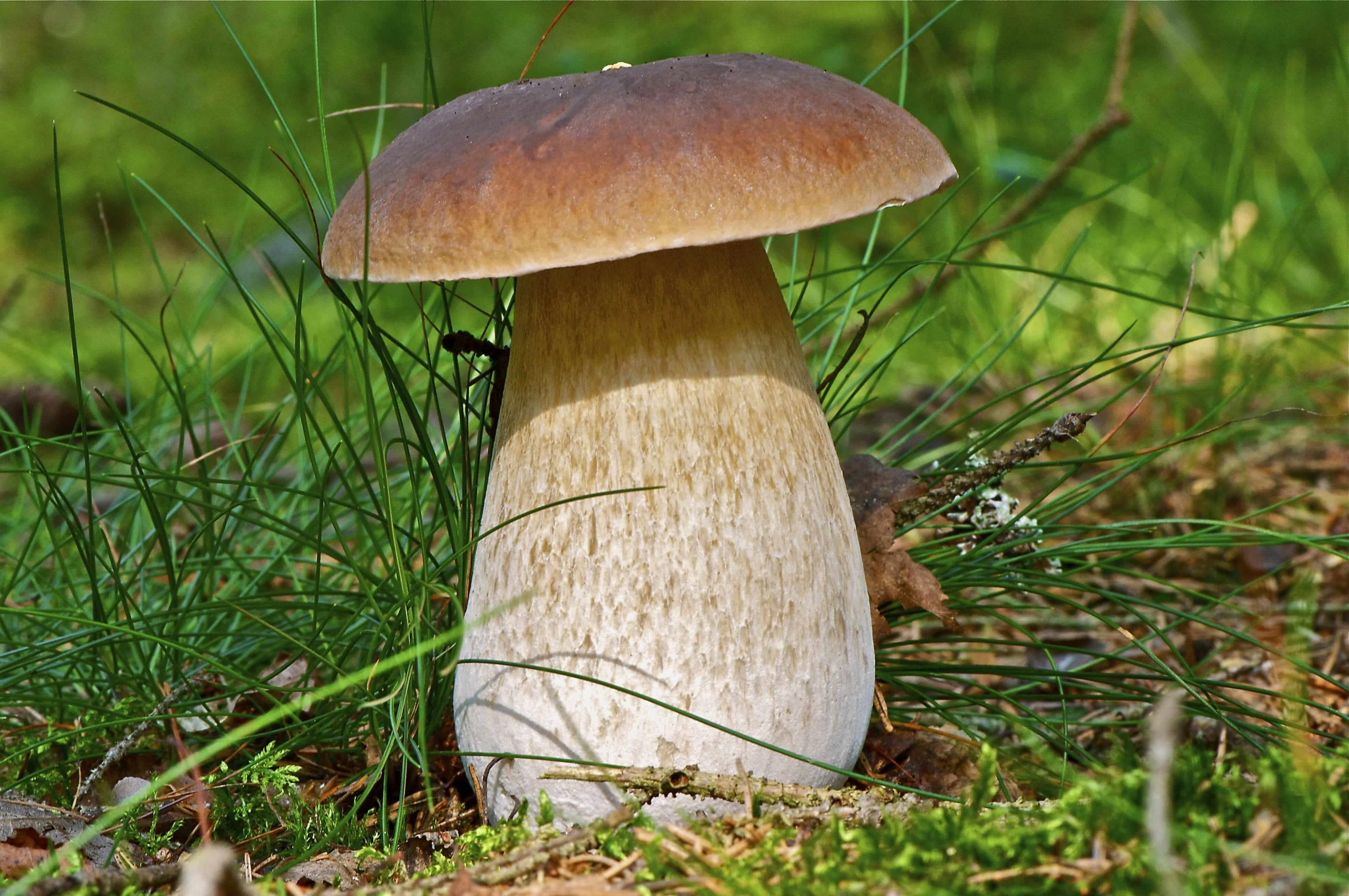 V lesoch Slovenska sa darí úžasnej rozmanitosti húb, čo z nich robí skutočný raj pre milovníkov hubárčenia a gastronomických pôžitkov.