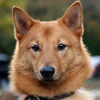 HUNTING DOG BREEDS: WHICH DOG TO CHOOSE FOR HUNTING