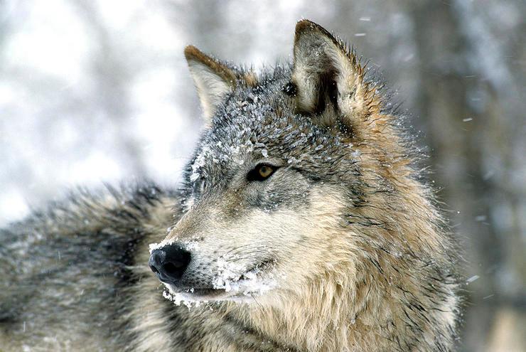 Less Lethal Wolf Ammo?