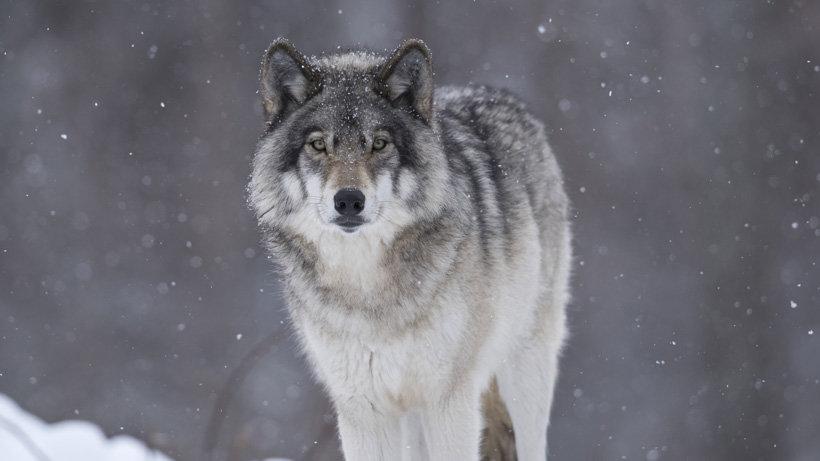 New rule gives Colorado authority over gray wolf management