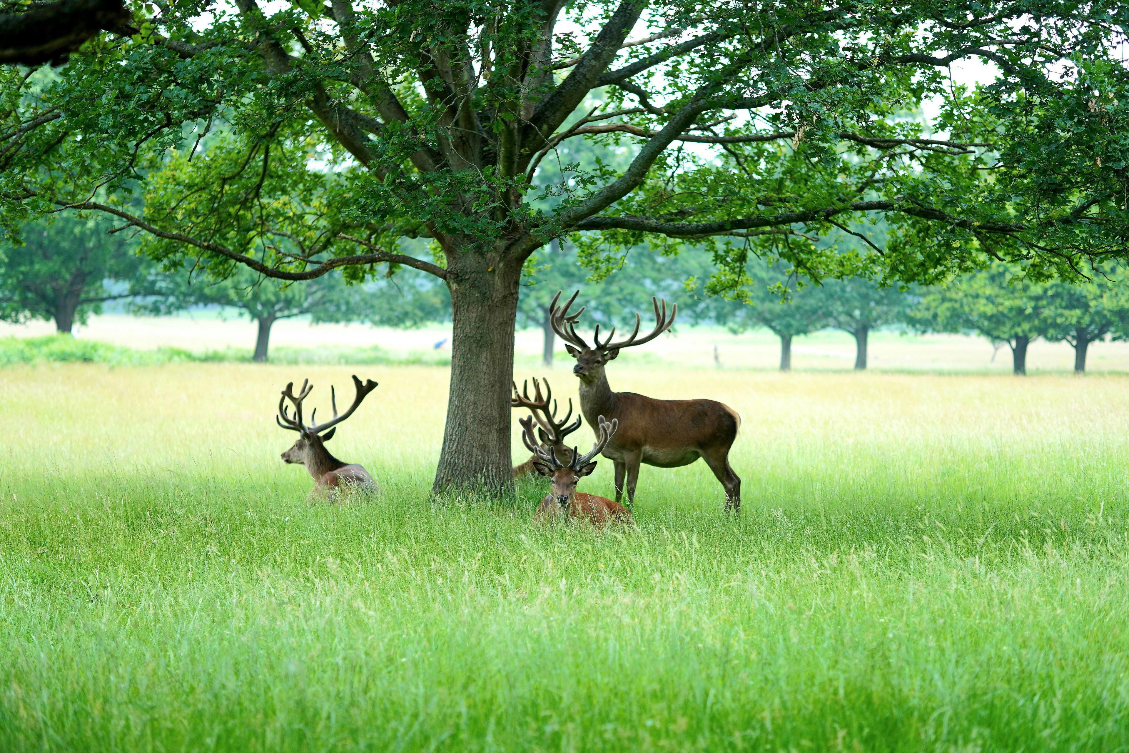 Hunting in National Parks, Special Territories: geography, types of hunting and hunting animals, hunting seasons and legislation in the region