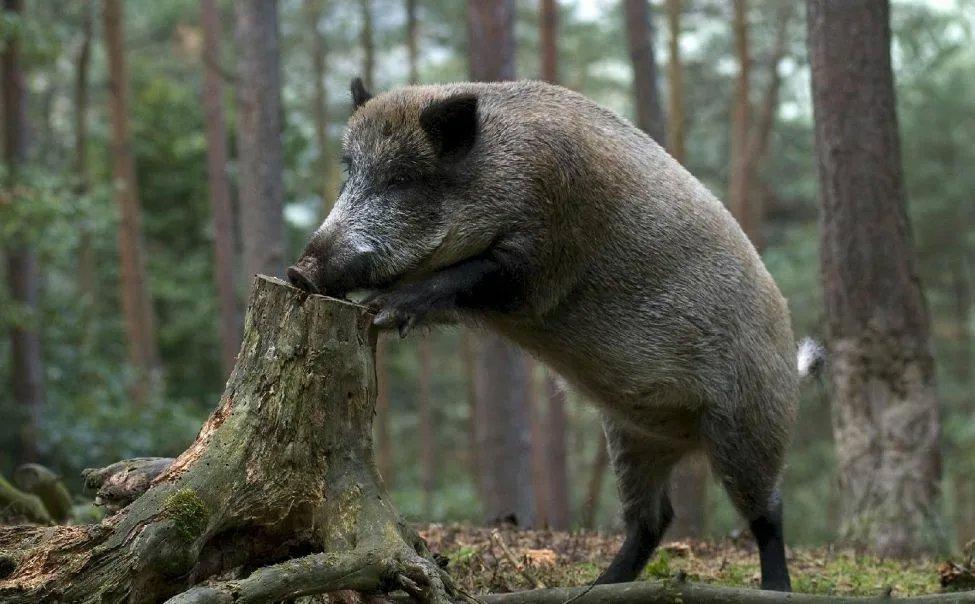 🐗 Кабаны имеют отличную память на места и опасности!