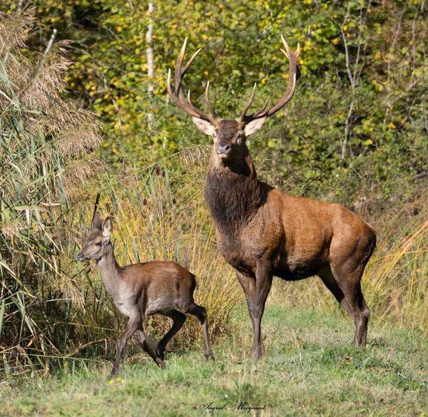 Moments magiques et inoubliables offerts par mère nature que je partage avec vous tous 🙏🍃✨🦌